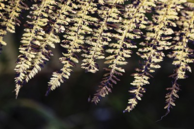 2023 11 01 blatten herbstimpressionen