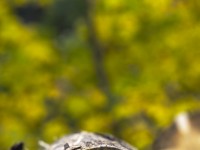 2023 11 01 blatten herbstimpressionen