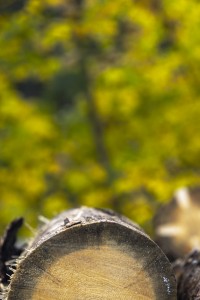 2023 11 01 blatten herbstimpressionen