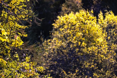 2023 11 01 blatten herbstimpressionen