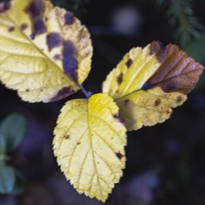 2023 11 01 blatten herbstimpressionen