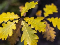 2023 11 01 blatten herbstimpressionen