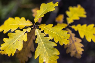 2023 11 01 blatten herbstimpressionen