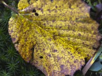 2023 11 01 blatten herbstimpressionen