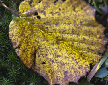 2023 11 01 blatten herbstimpressionen